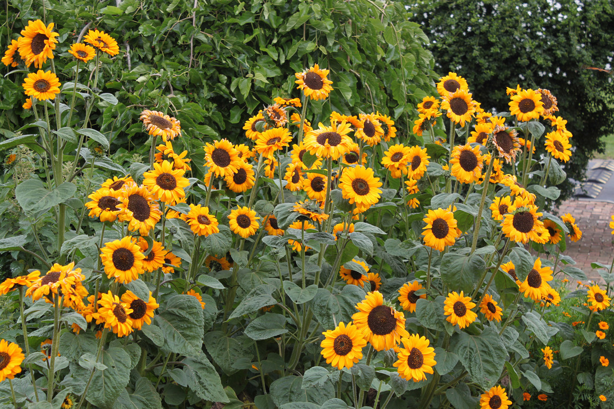 Helianthus annuus (5).jpg